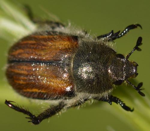 Anisoplia villosa